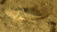 Bathygobius krefftii