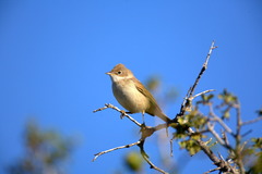 Curruca conspicillata