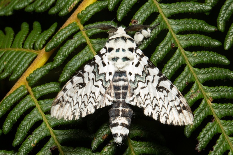 Kamalia malaysiana