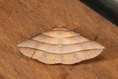 Sarcinodes reductatus