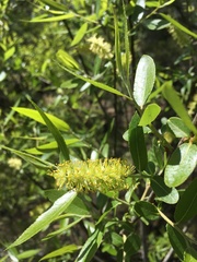 Salix caroliniana