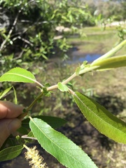 Salix caroliniana