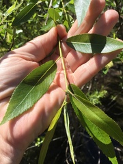 Salix caroliniana