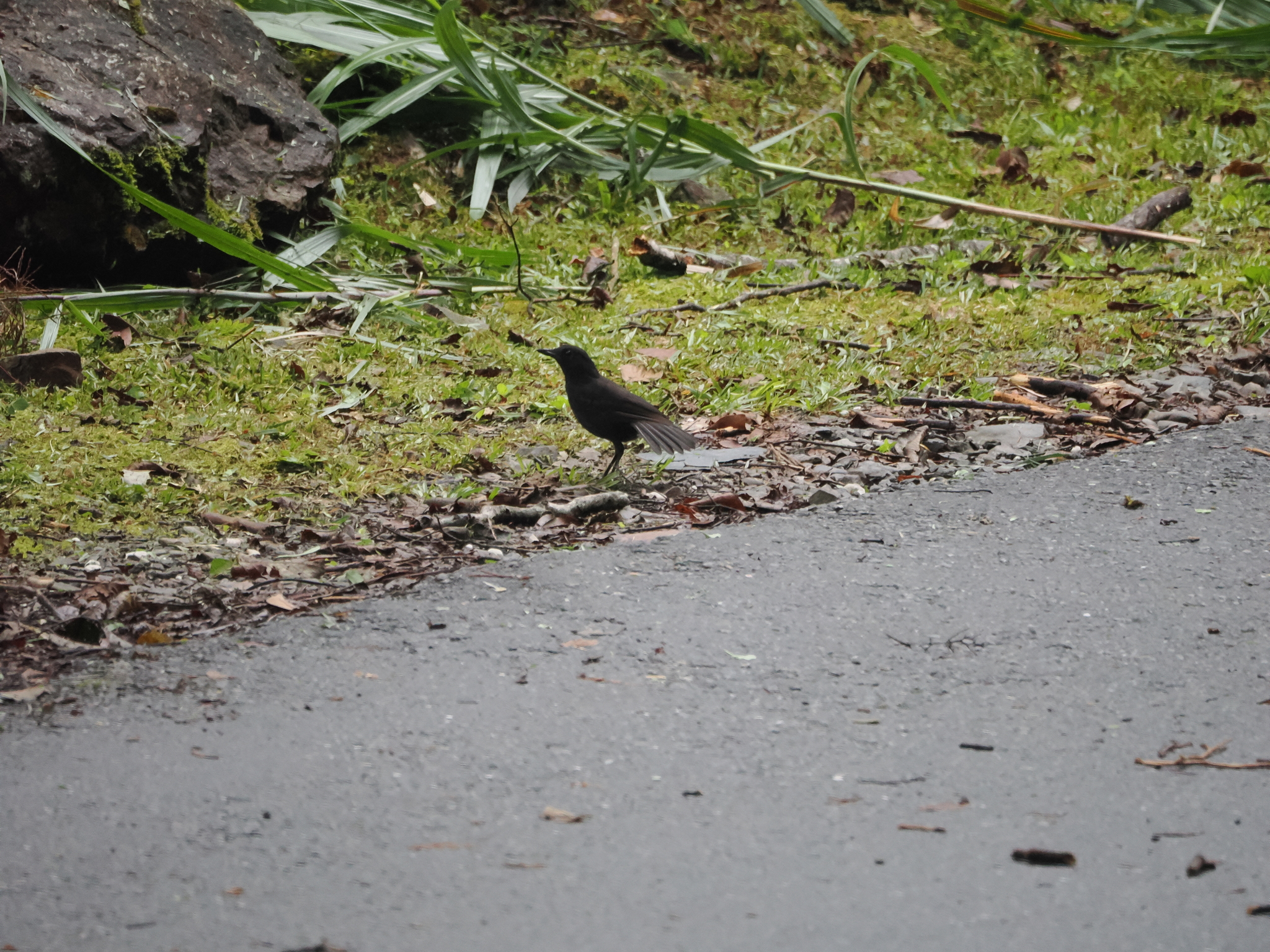 Bornean Whistling Thrush (Myophonus borneensis), photo 8