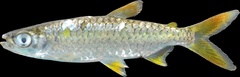 Characin photo 3