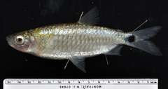 Characin photo 4