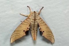 Marumba sperchius