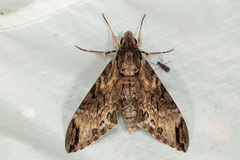 Psilogramma discistriga