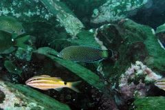 Anampses caeruleopunctatus
