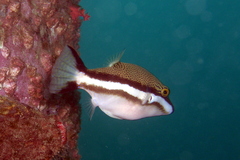 Canthigaster callisterna