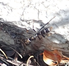 Bothroponera cariosa