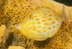 Eubalichthys mosaicus