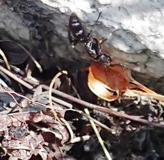 Bothroponera cariosa