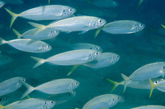 Trachurus novaezelandiae