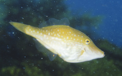 Brown Leatherjacket photo 2