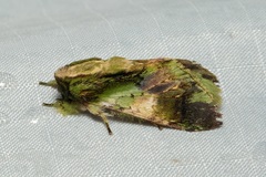 Pseudohoplitis vernalis