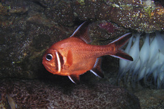 Trachichthys australis