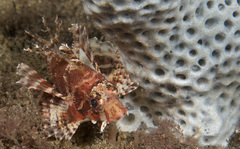 Dendrochirus brachypterus