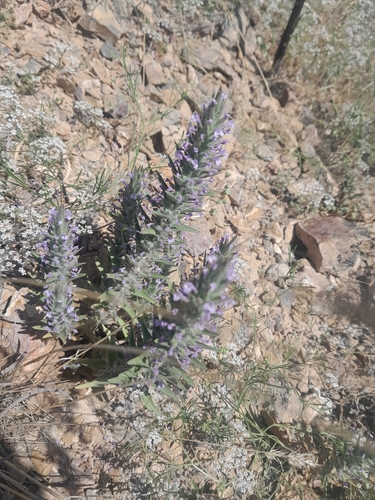 Ziziphora tenuior (Ziziphora tenuior)