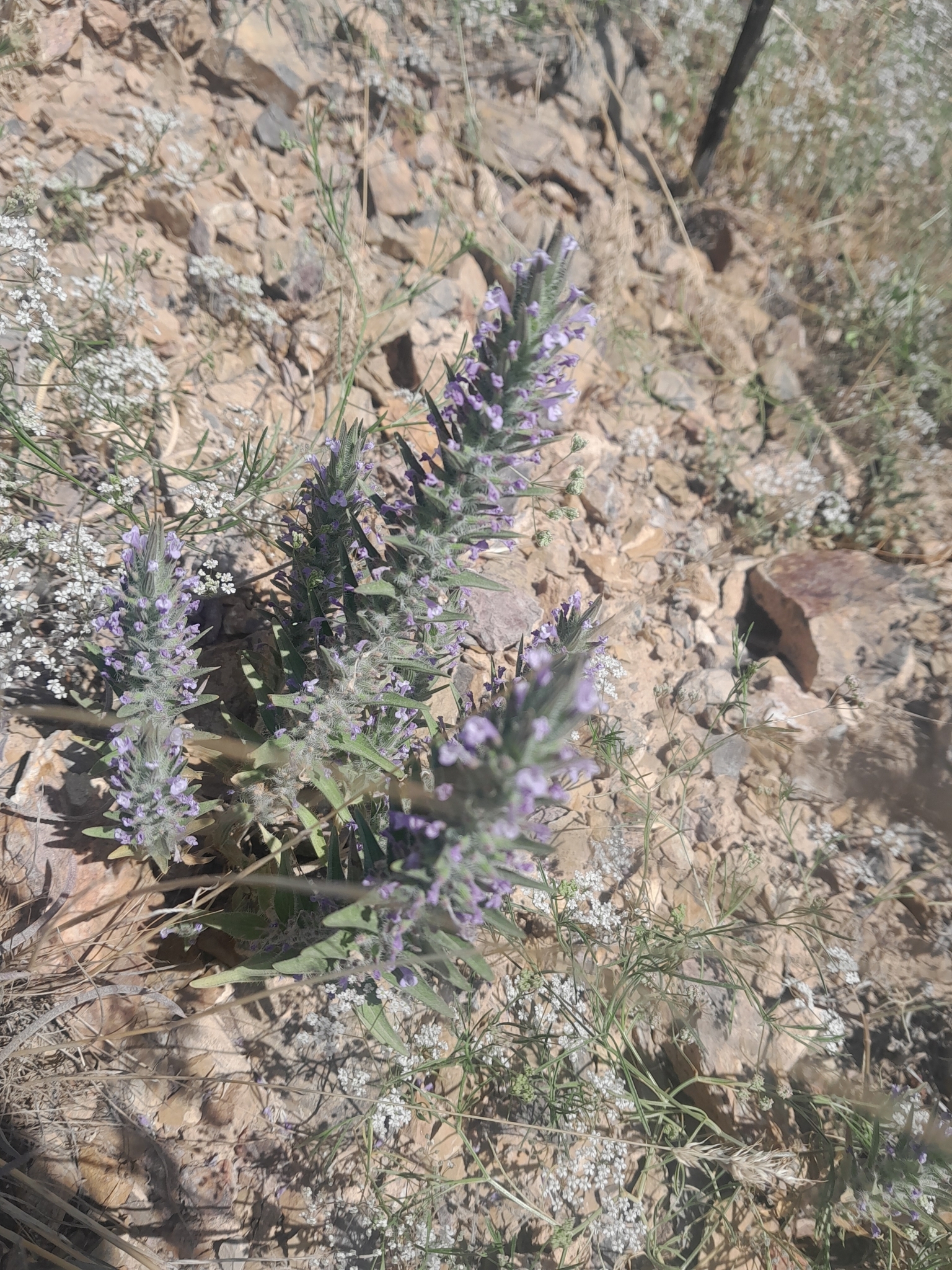Ziziphora Tenuior (Ziziphora tenuior)