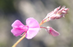 Indigofera sp19b