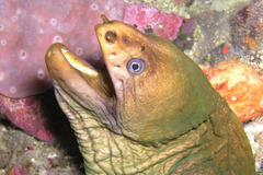 Gymnothorax prasinus