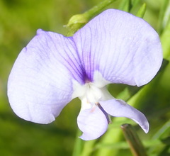Psoralea arborea