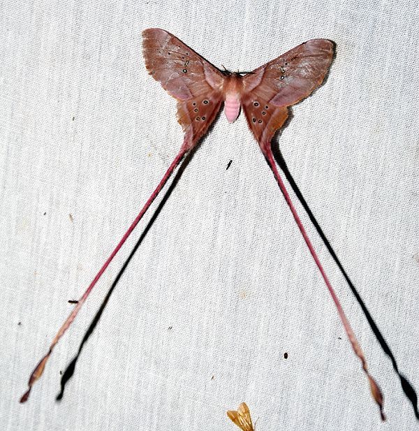 Eudaemonia trogophylla