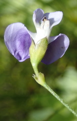 Psoralea arborea