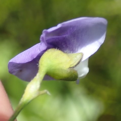 Psoralea arborea