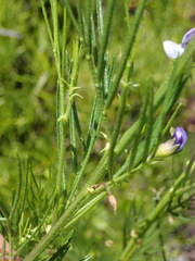 Psoralea arborea