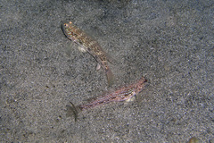 Istigobius hoesei