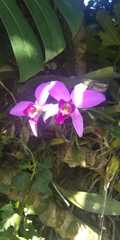 Laelia