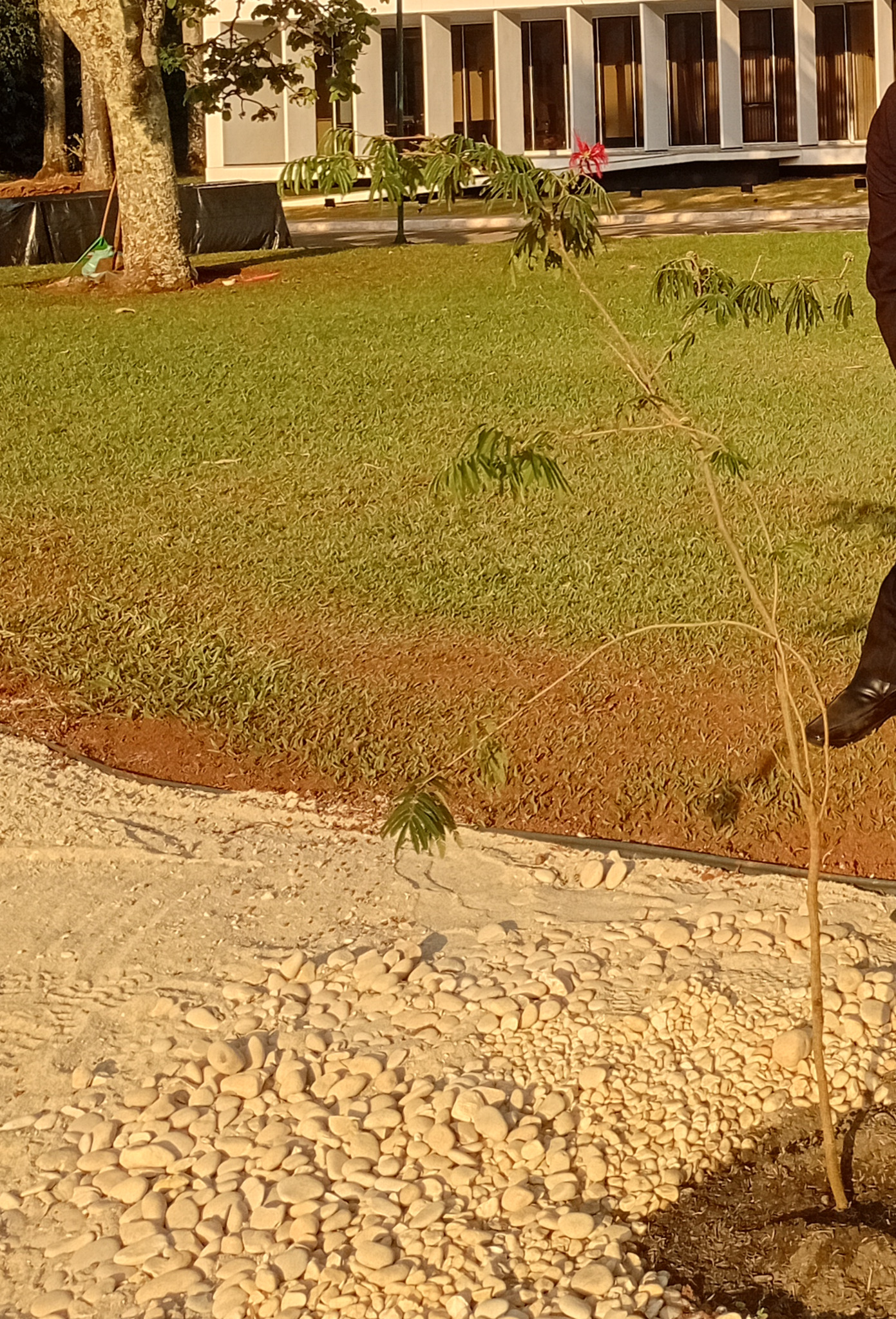 Calliandra dysantha