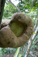 Tambourissa thouvenotii