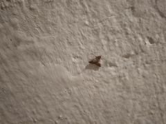 Plodia interpunctella