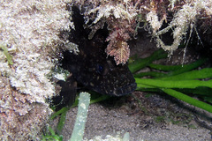 Epinephelus daemelii