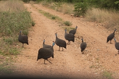 Numida meleagris mitratus