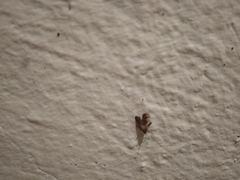 Plodia interpunctella