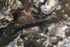 Cryptocentroides gobioides