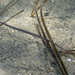 Spotted Pipefish - Photo (c) Sascha Schulz, some rights reserved (CC BY-NC)