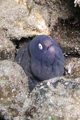 Gymnothorax thyrsoideus