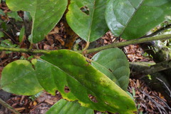 Tambourissa thouvenotii