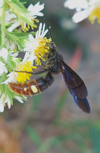 Blue-winged scoliid wasp