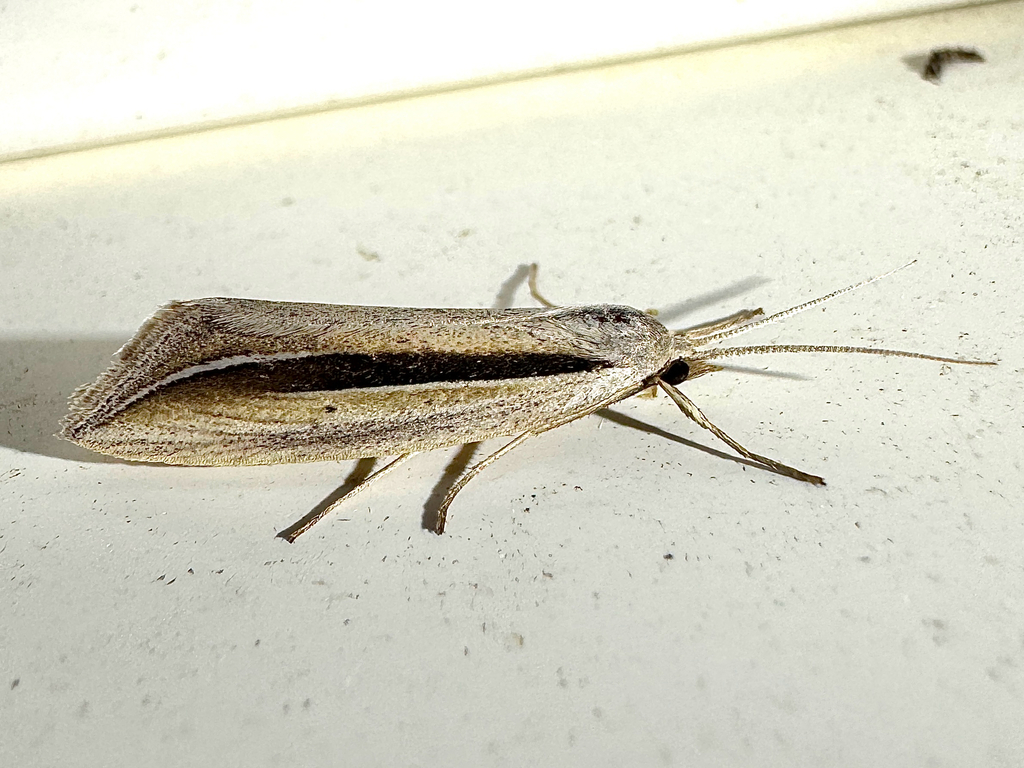 Dull Doryodes Moth