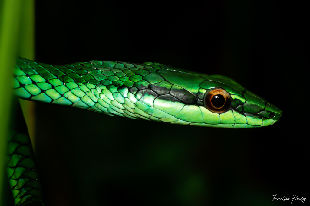 Catesby's Pointed Snake
