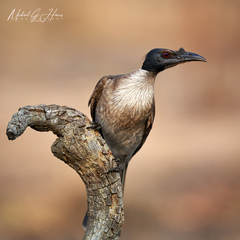 Philemon corniculatus monachus