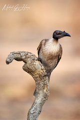 Philemon corniculatus monachus