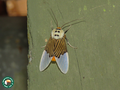 Ischnognatha semiopalina