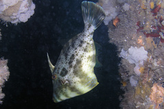 Scobinichthys granulatus